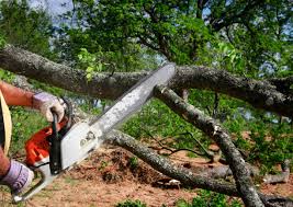 Best Hazardous Tree Removal  in North Patchogue, NY