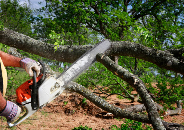 How Our Tree Care Process Works  in  North Patchogue, NY